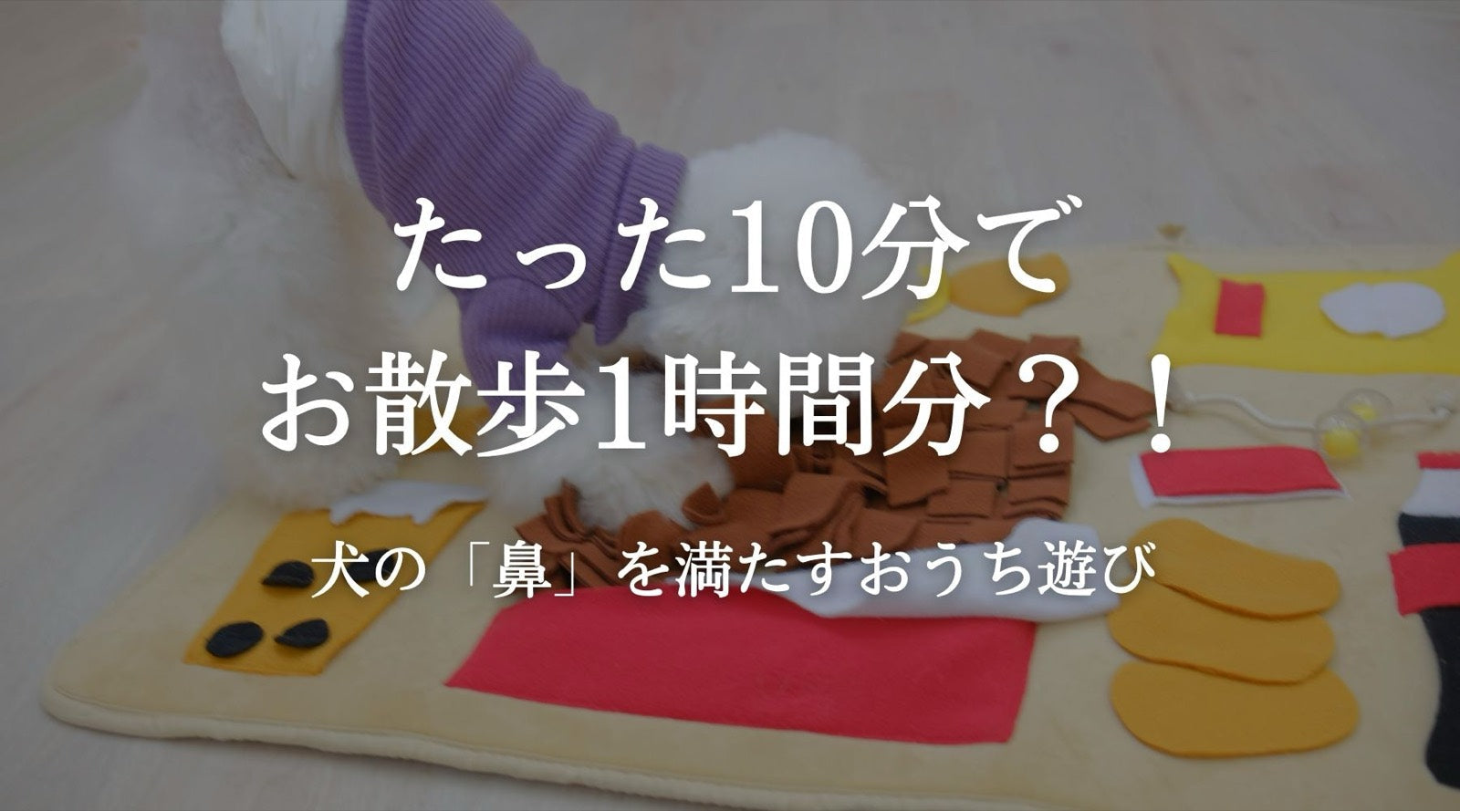 たった10分でお散歩1時間分?!犬の鼻を満たすおうち遊び