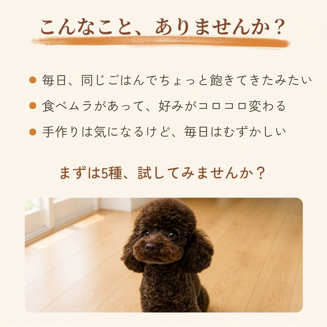 5種全部セット
